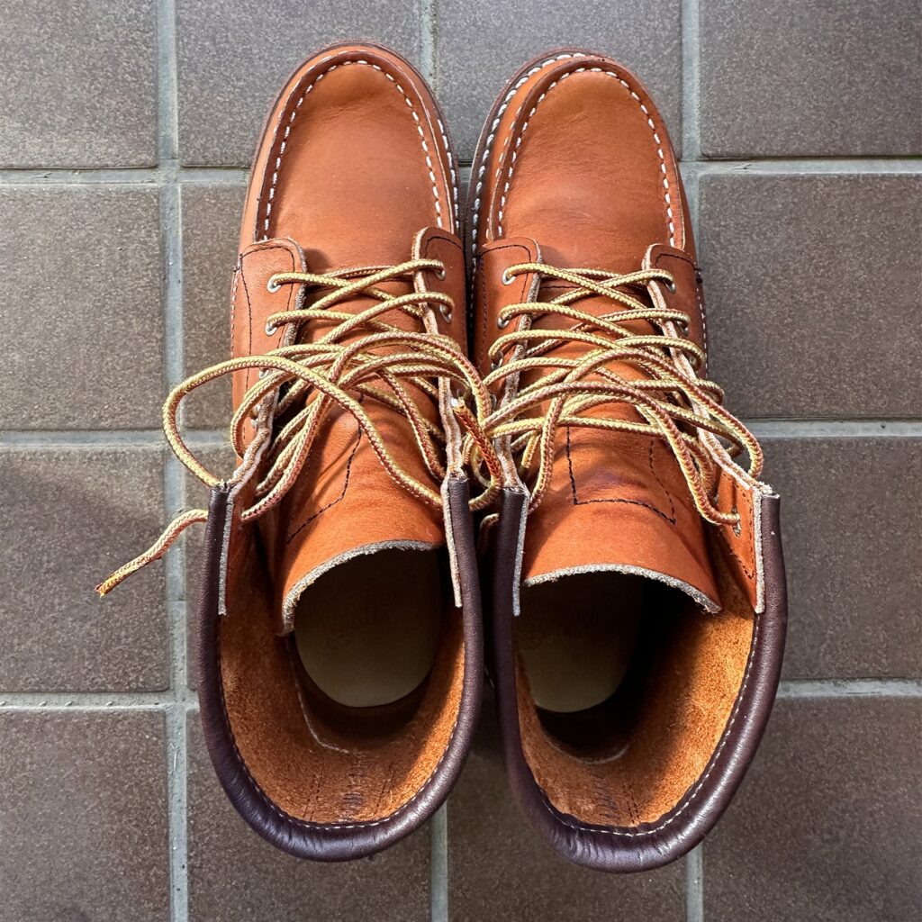 元旦にお外デビューを控えたアイリッシュセッター3375を玄関で上から撮影した写真