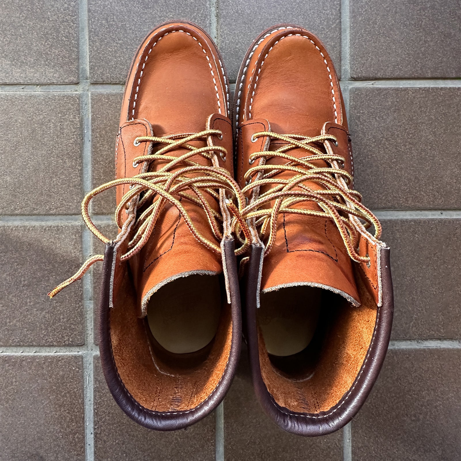 元旦にお外デビューを控えたアイリッシュセッター3375を玄関で上から撮影した写真